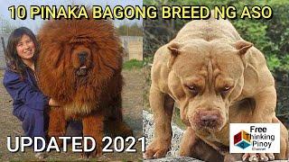 10 PINAKA BAGONG BREED NG ASO | 10 Newest Breed of Dogs according to American Kennel Club