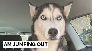 This is what driving in a car with a husky sounds like