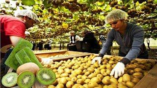 How to Harvesting and processing Kiwi! Amazing Agriculture Kiwi Farm Technology