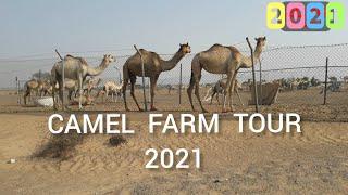 CAMEL FARM  /JAYSON ABEJAR