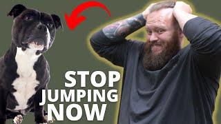 HOW TO STOP STAFFORDSHIRE BULL TERRIER FROM JUMPING