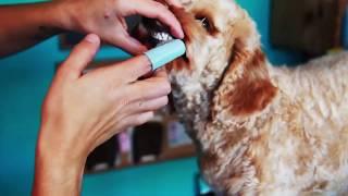 MAGICPETCARE™ DOG FINGER TOOTHBRUSH