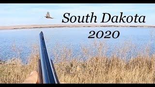 South Dakota Pheasant 2020