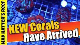 NEW Corals Have Arrived here at Corals Unlimited