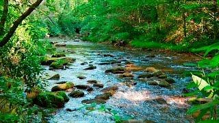 Sonidos del Bosque - Relajarse - Sonidos de la Naturaleza