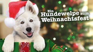 Ein Hundewelpe zum Weihnachtsfest (WEIHNACHTSFILM, Hundefilm, kompletter Film auf Deutsch)