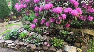 Shade Garden Rockery Planting