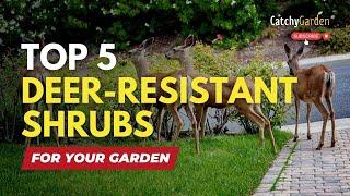 Top 5 Deer Resistant Shrubs for Your Garden or Landscape  // Gardening Tips