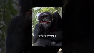 동족포식,강X 까지 한다는 침팬지;;;