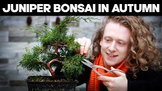 Pruning Juniper Bonsai Trees In Autumn