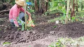 ISANG ARAW SA GARDEN NI KUYAKOY