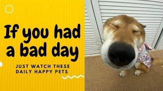 If you had a bad day, just watch these daily happy pets | Day 110