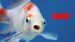 There's no such thing as a fish