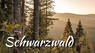  INTO THE WALD | Schwarzwald summer 2020