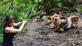 Lost Puppy, Attacked by a Snake/ 7 Days Solo Bushcraft & Survival P.6