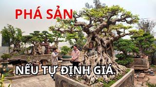 Chuyện thật như đùa người bán chỉ cách định giá Cây Cảnh Bonsai rẻ hơn một nửa