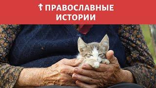 «Я хочу отпеть кота» — история из жизни священника