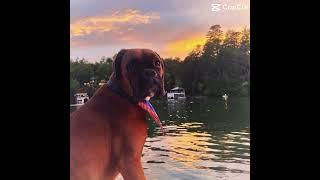 Sorry for not posting! Here’s a Boxer! | #dogs #capcut #boxerdog | CapCut Template | CanineCove