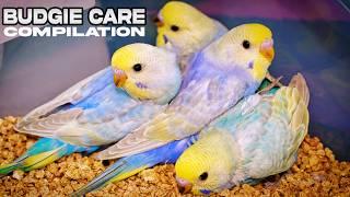 Budgie Care Tips:  Essential Hacks for Food and Health