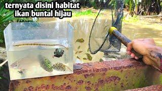 TERNYATA DI SINI HABITAT IKAN BUNTAL HIJAU