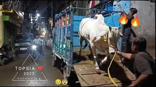 Biggest cow  loading & unloading in topsia 2023|| habibi cow entertainment #cow #viral #topsia