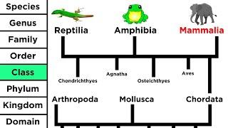 Phylogeny and the Tree of Life