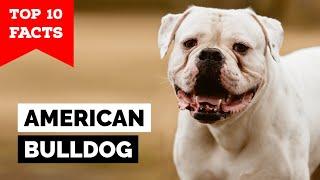 American Bulldog - Top 10 Facts