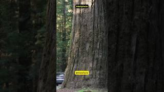 Did You Know This About The  Coast Redwood? | Daily Fact 75 #shorts