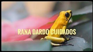 Rana dardo Cuidados