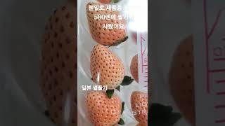 #핑크딸기 #일본동경 #일본과일