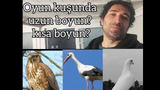 Oyun kuşunda uzun boyun veya kısa boyun bize ne anlatıyor?