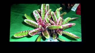 Barry Landau's Tropical Planet - So Cal Bromeliad Shows 2014 Lecture