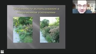 А.В. Кабанов "Перспективные высокорослые многолетники для городского озеленения" 02.02.2021