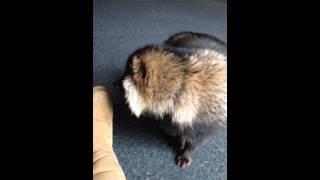 Raccoon dog (tanuki) vs raccoon (best mates) www.theexoticanimalencounter.co.uk