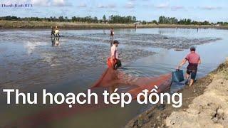 Thu hoạch tép đồng ( tép trấu)