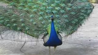 Peacock Mating Call Montage