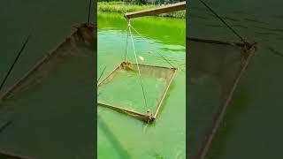 The best fishing Gold Japanese fishing movie, Nets fishing trap fishing, A lots of Throwing fishing,