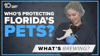 Why passing laws to protect pets is rare in Florida