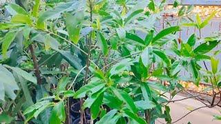 ருத்ராட்சம் செடி விற்பனைக்கு. Rudraksha plant sale at Chennai.