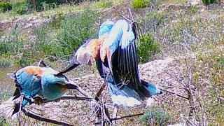 European roller (Coracias garrulus) / ΧΑΛΚΟΚΟΥΡΟΥΝΑ - ΚΡΑΓΚΑ