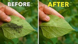 How I Beat Pests in My Garden