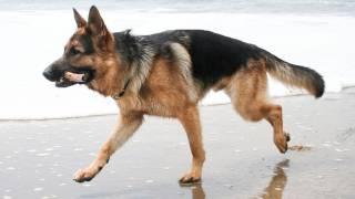 Dunder at the Beach. German Shepherd playing at the Ocean