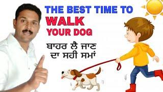 THE BEST TIME TO WALK YOUR DOG