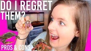 Things I Wish I Knew Before Getting HERMIT CRABS | Pros & Cons