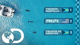 Michael Phelps vs Tiburón blanco: ¡La carrera! | Shark Week | Discovery Latinoamérica