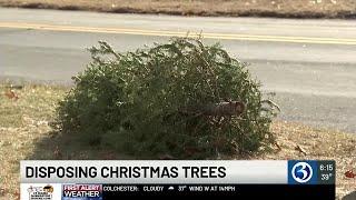 Natural recycling of Christmas trees increasing in popularity