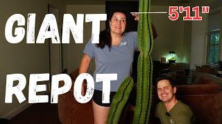 Repotting a HUGE, Prickly Cactus!