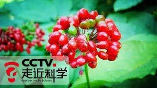 《走近科学》人参传奇 20141211 | CCTV走近科学官方频道