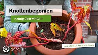 ToDo YT Overwintering tuberous begonias 20211125