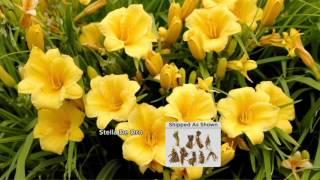 Cottage Farms 9-piece Everblooming Stella D'Oro Daylily Col. on QVC